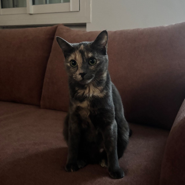 Pipa