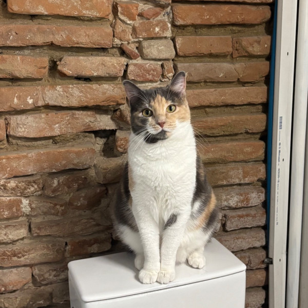 Chipie