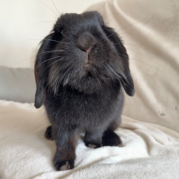 Luna