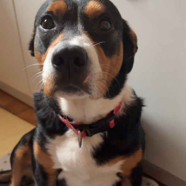 Chipie