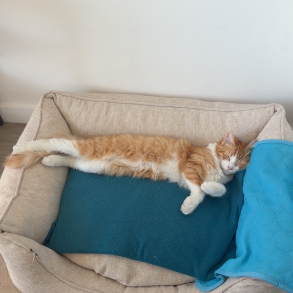 Simba