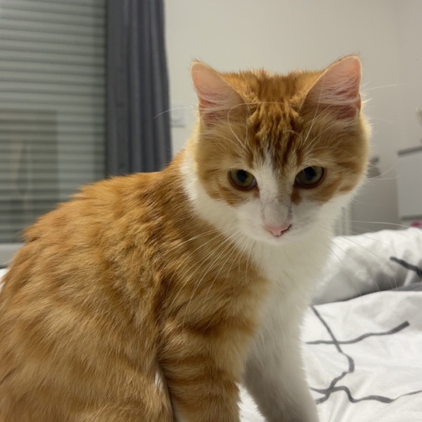 Simba