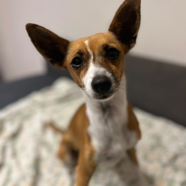 Nala