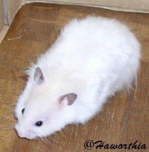 cacahuète