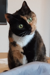 Minou
