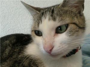 Minou