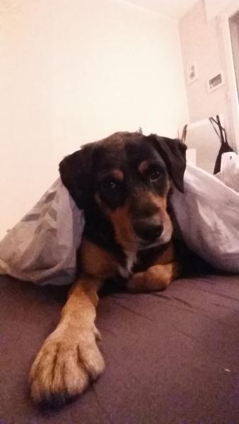 Laska