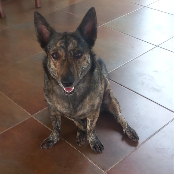 WOLFY