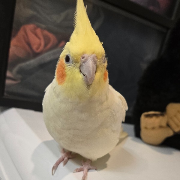 Yoko