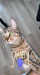 Nala