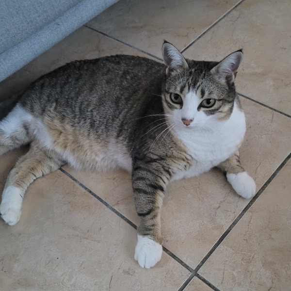 Miaouss