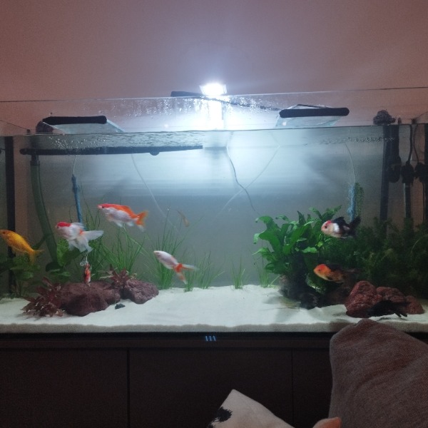 Poissons