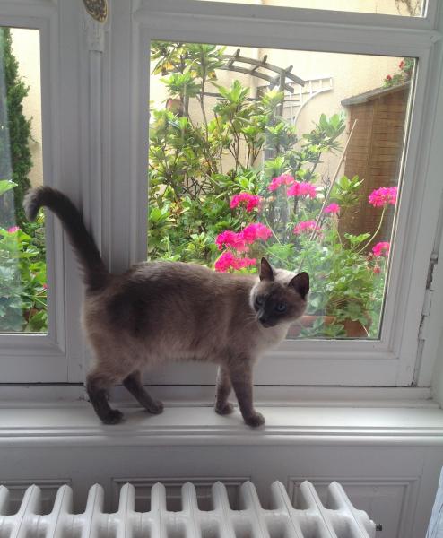 lili