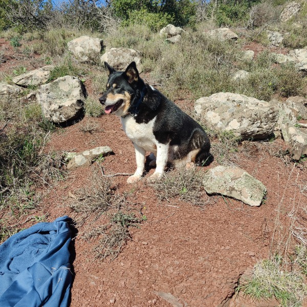 Tiira