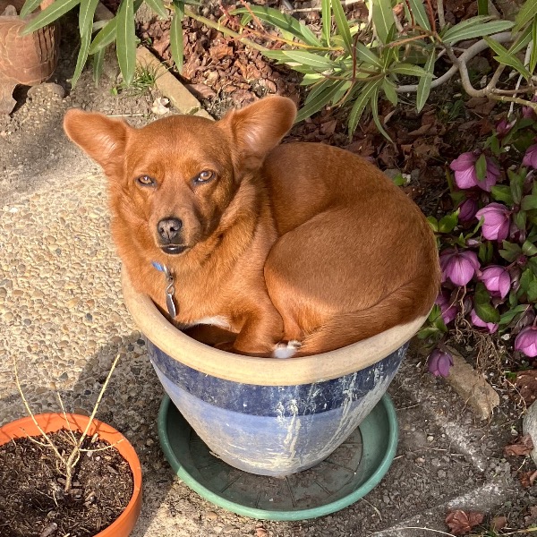 LULU