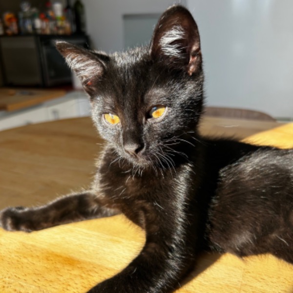 Zorro