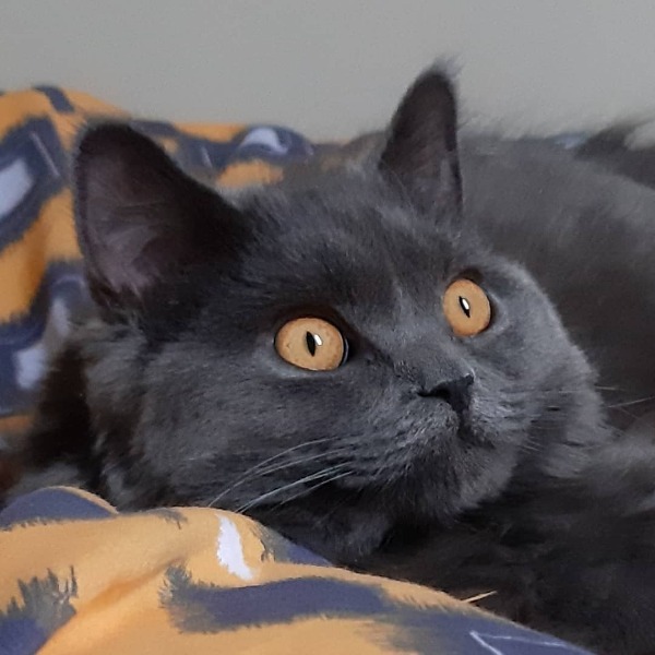 Cheminette