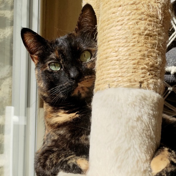 Naya