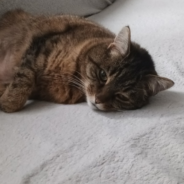 Curlie
