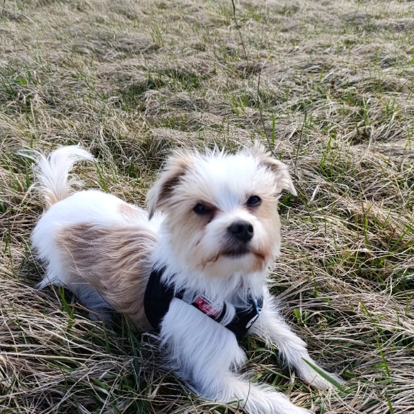 Sacha