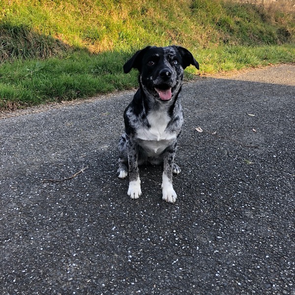 Nala