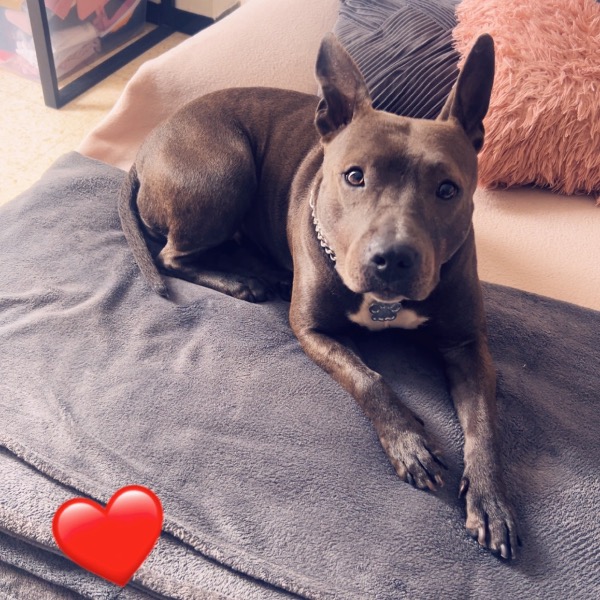 Laika