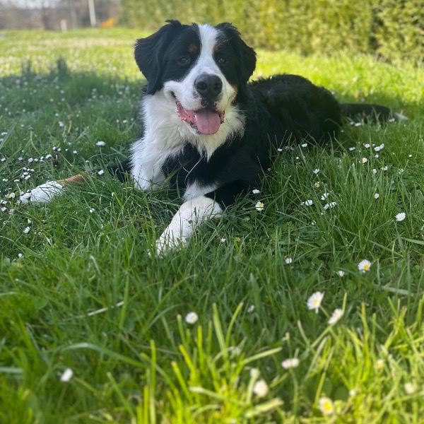 LOKI