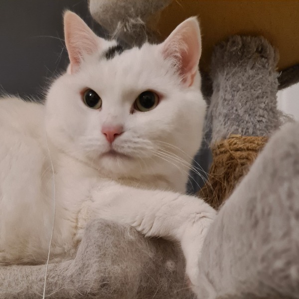 Fluffy