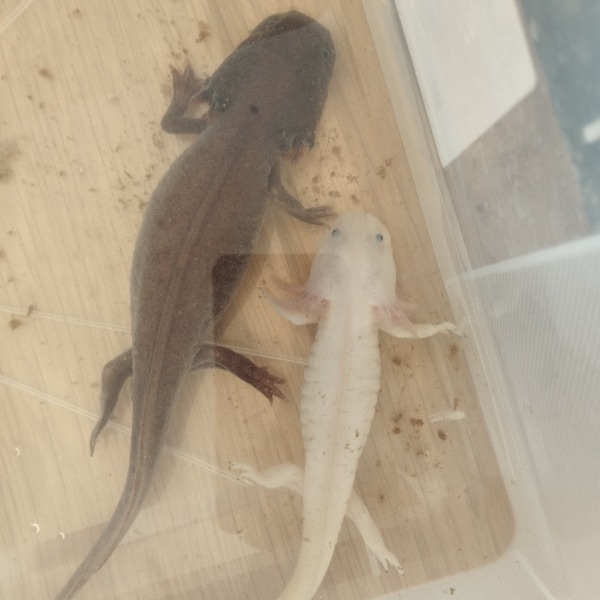 Blackseal et Fairy