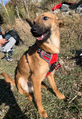 Koda