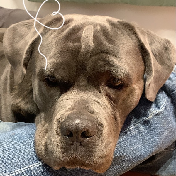 Baloo