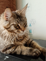 simba