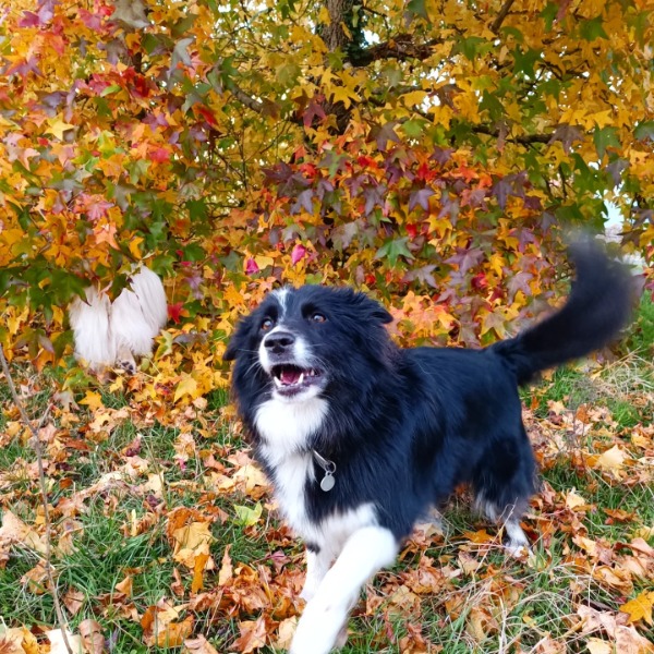 Mia
