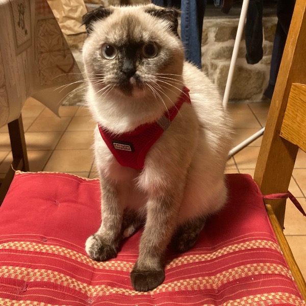 Célou