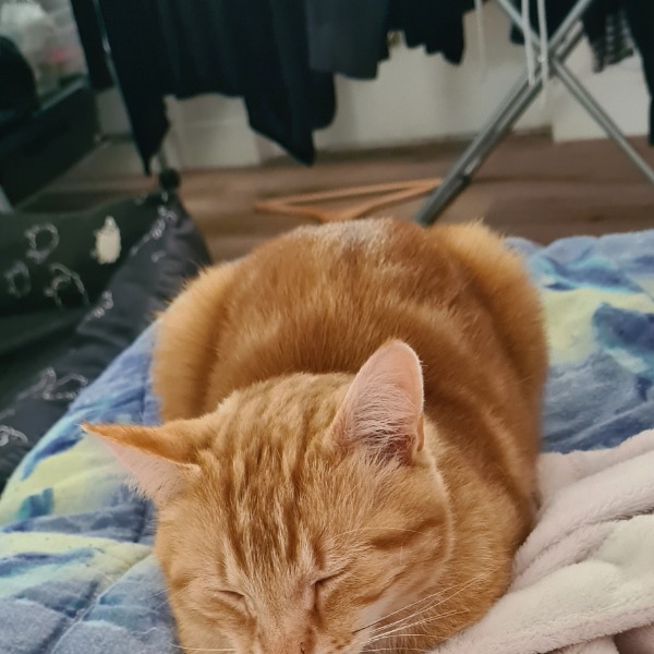 Tino