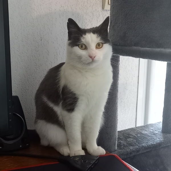 Grou