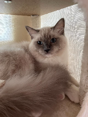 George