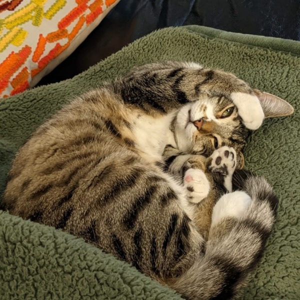 Nala