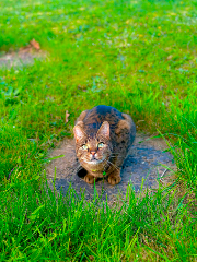 Hugo