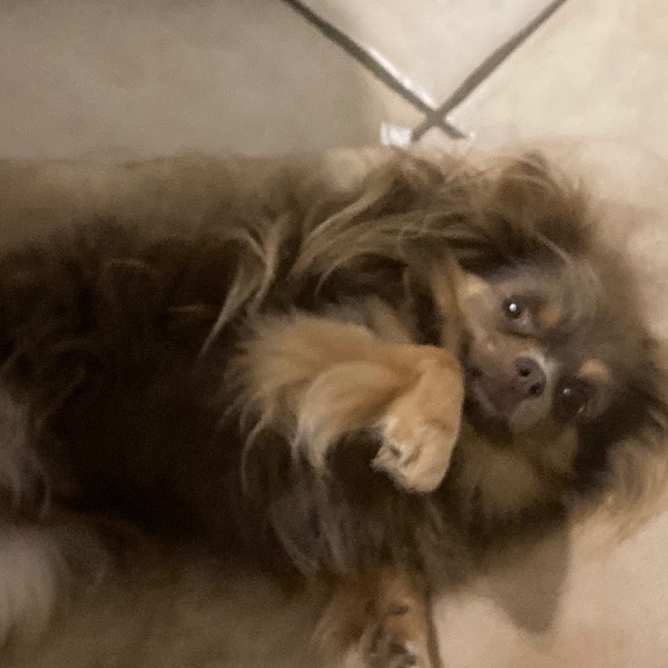 Tai