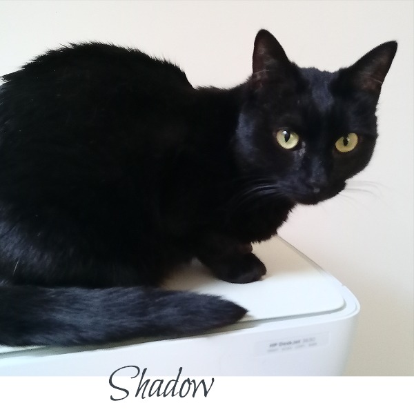 Shadow