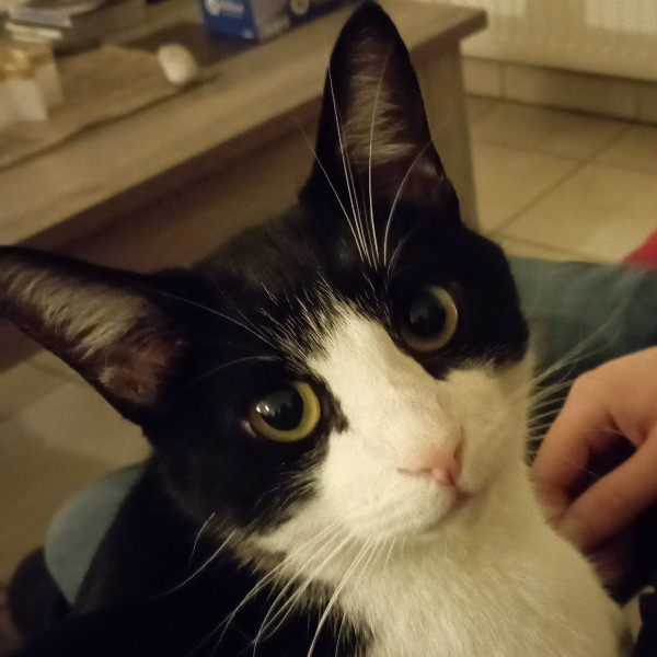 Filou