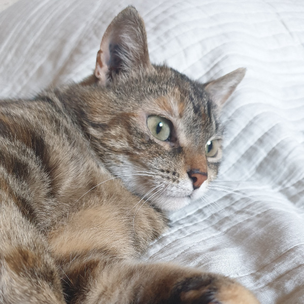 Satine