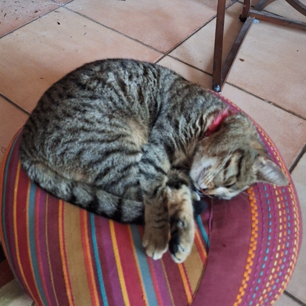 Gatita