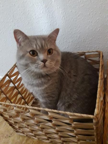 Roy