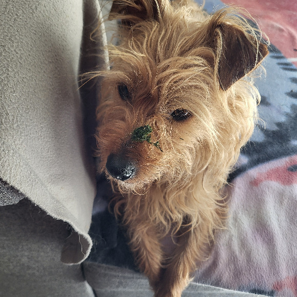 Oliver