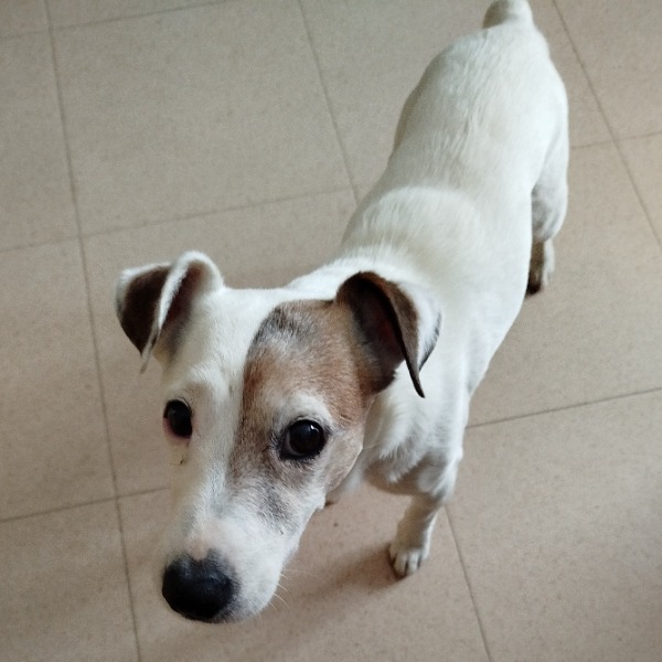 Leiko