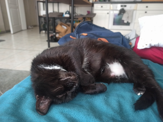 Jiji