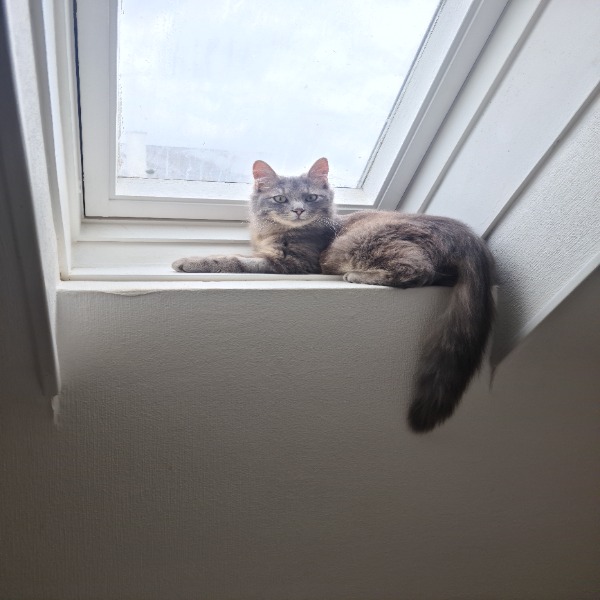 MUFASA