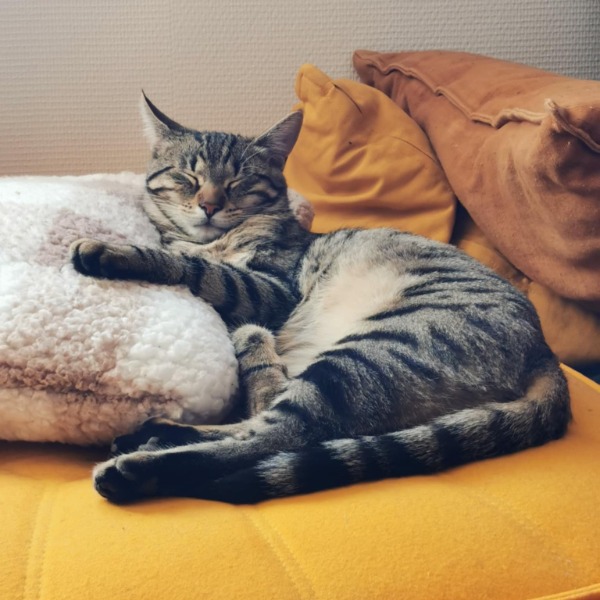 IVY
